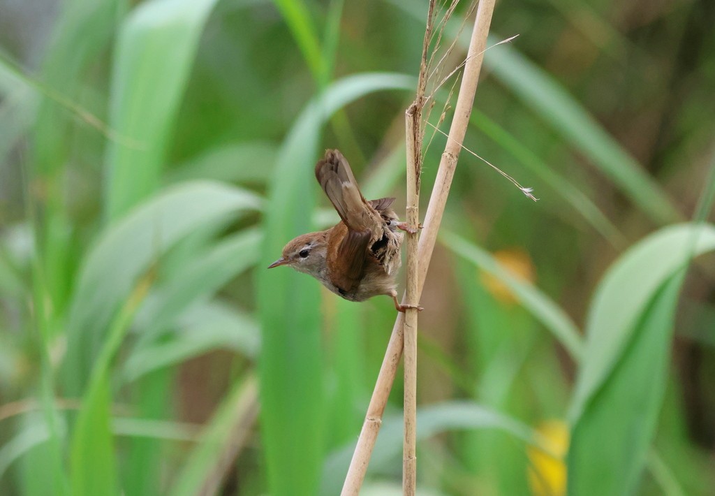 Cetti's Warbler - alexandre oliveira