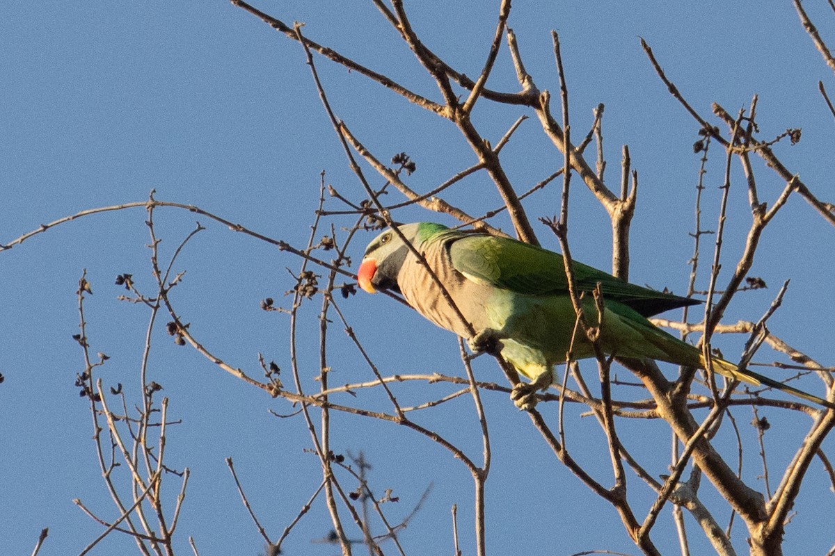Red-breasted Parakeet - ML617055503