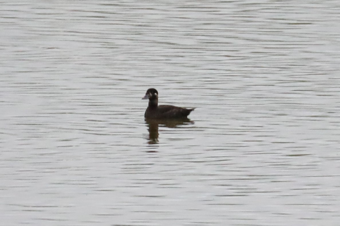 Surf Scoter - ML617055522