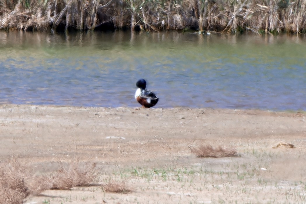 Northern Shoveler - ML617055563