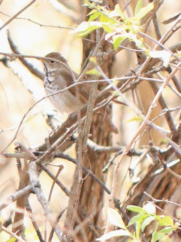 Hermit Thrush - Brent Galliart