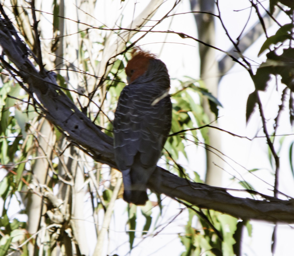 Gang-gang Cockatoo - ML617055699