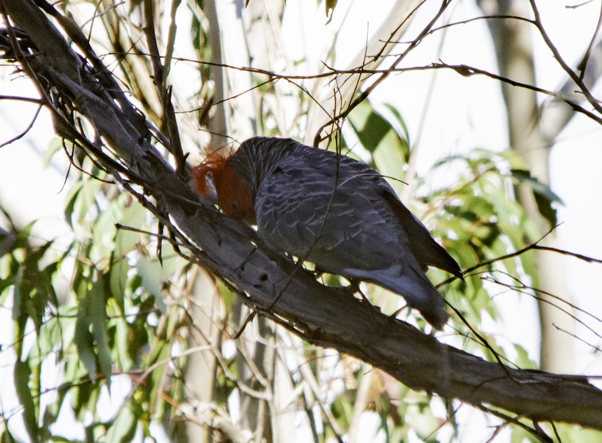 Gang-gang Cockatoo - ML617055701