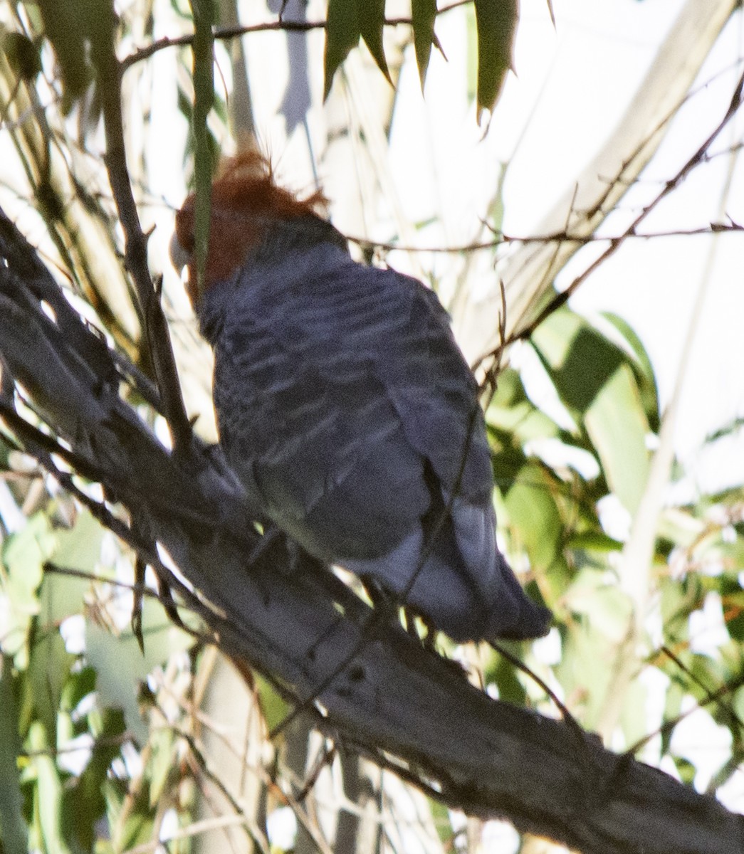 Gang-gang Cockatoo - Rebel Warren and David Parsons