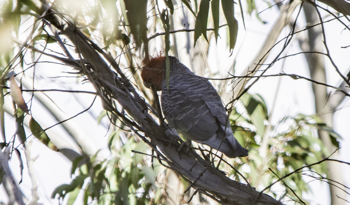 Gang-gang Cockatoo - ML617055704