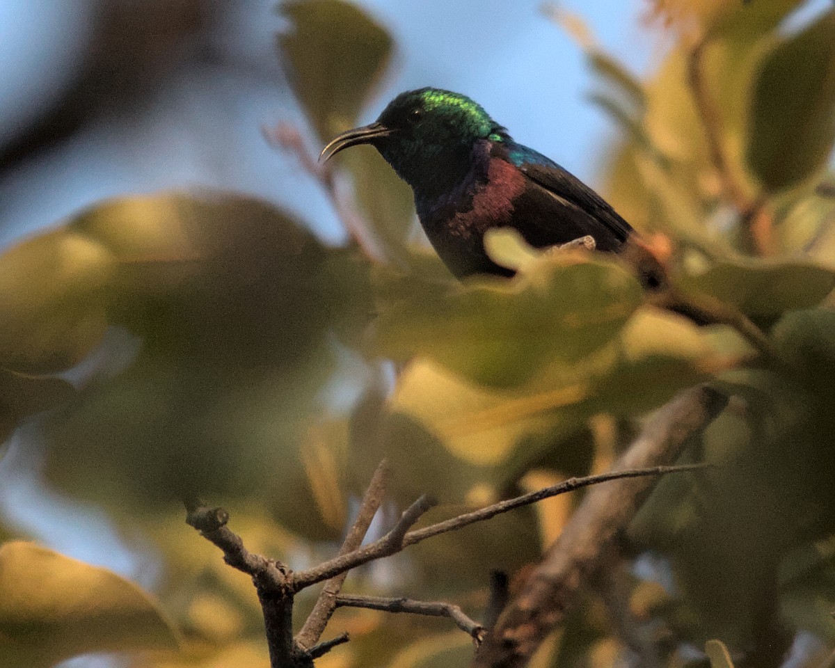 Purple-banded Sunbird - Cameron Blair