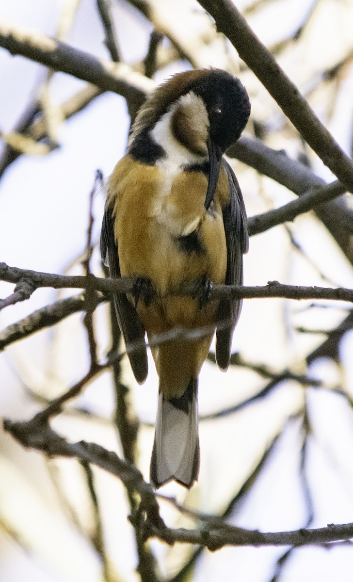 Eastern Spinebill - Rebel Warren and David Parsons