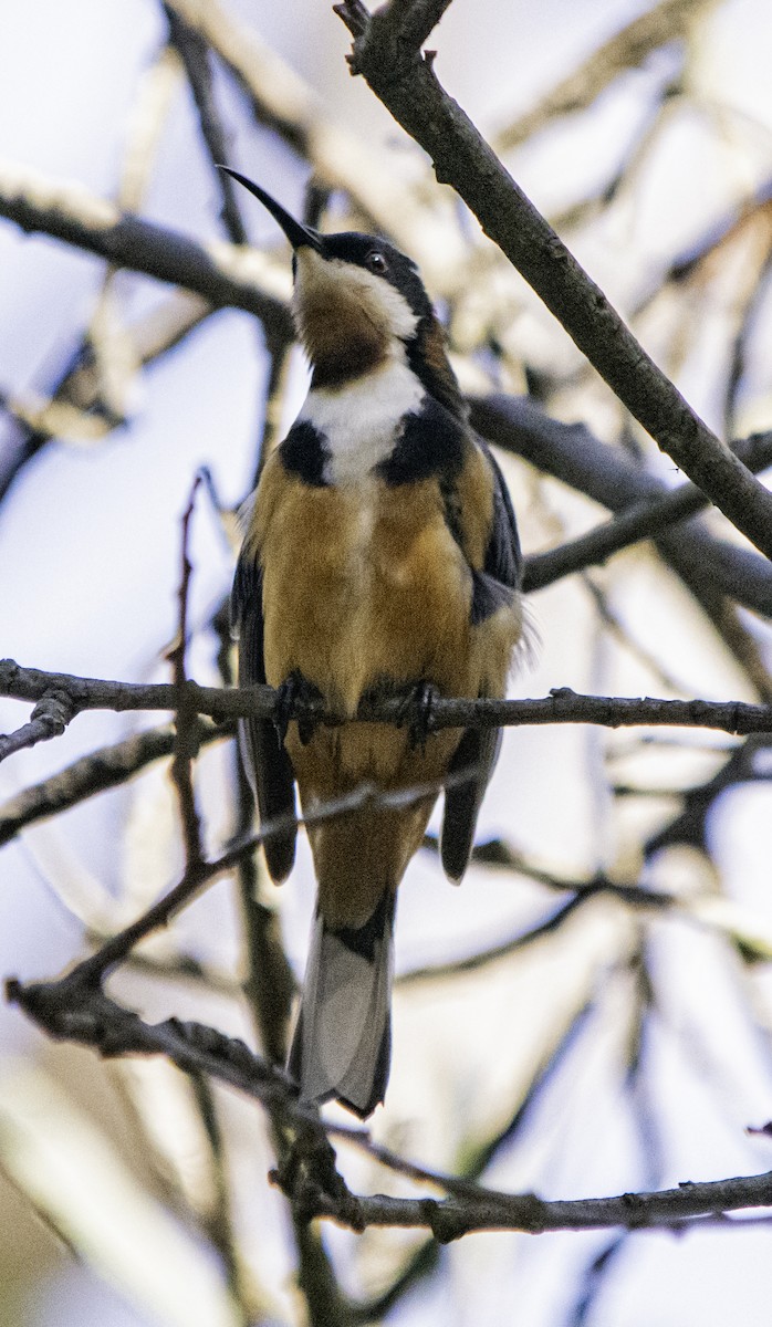 Eastern Spinebill - ML617055730