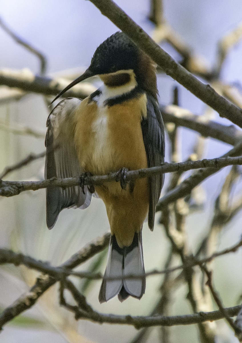 Eastern Spinebill - Rebel Warren and David Parsons