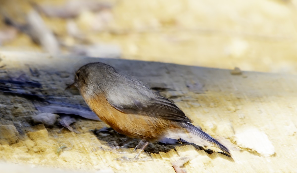 Rockwarbler - ML617055740