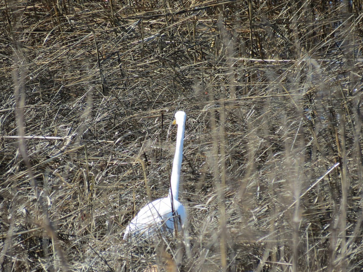 Great Egret - Frank Durso