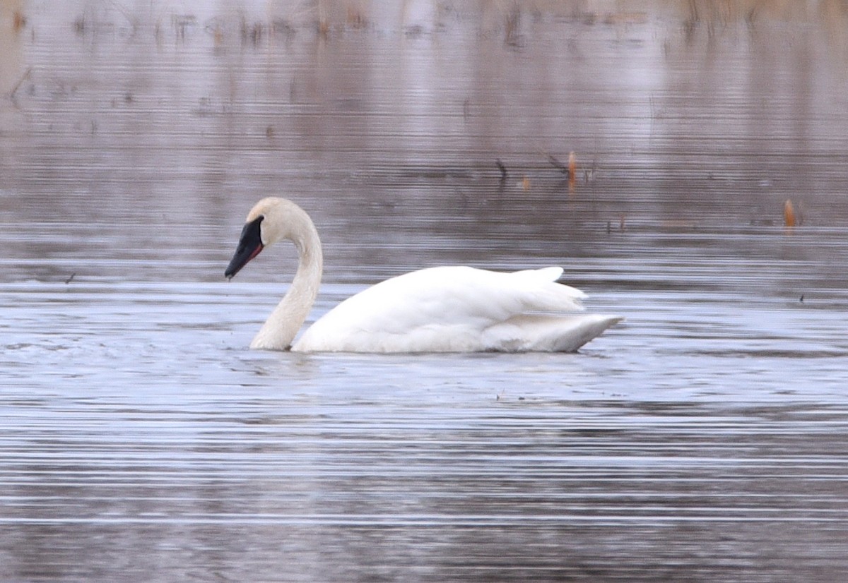 Trumpeter Swan - D & I Fennell
