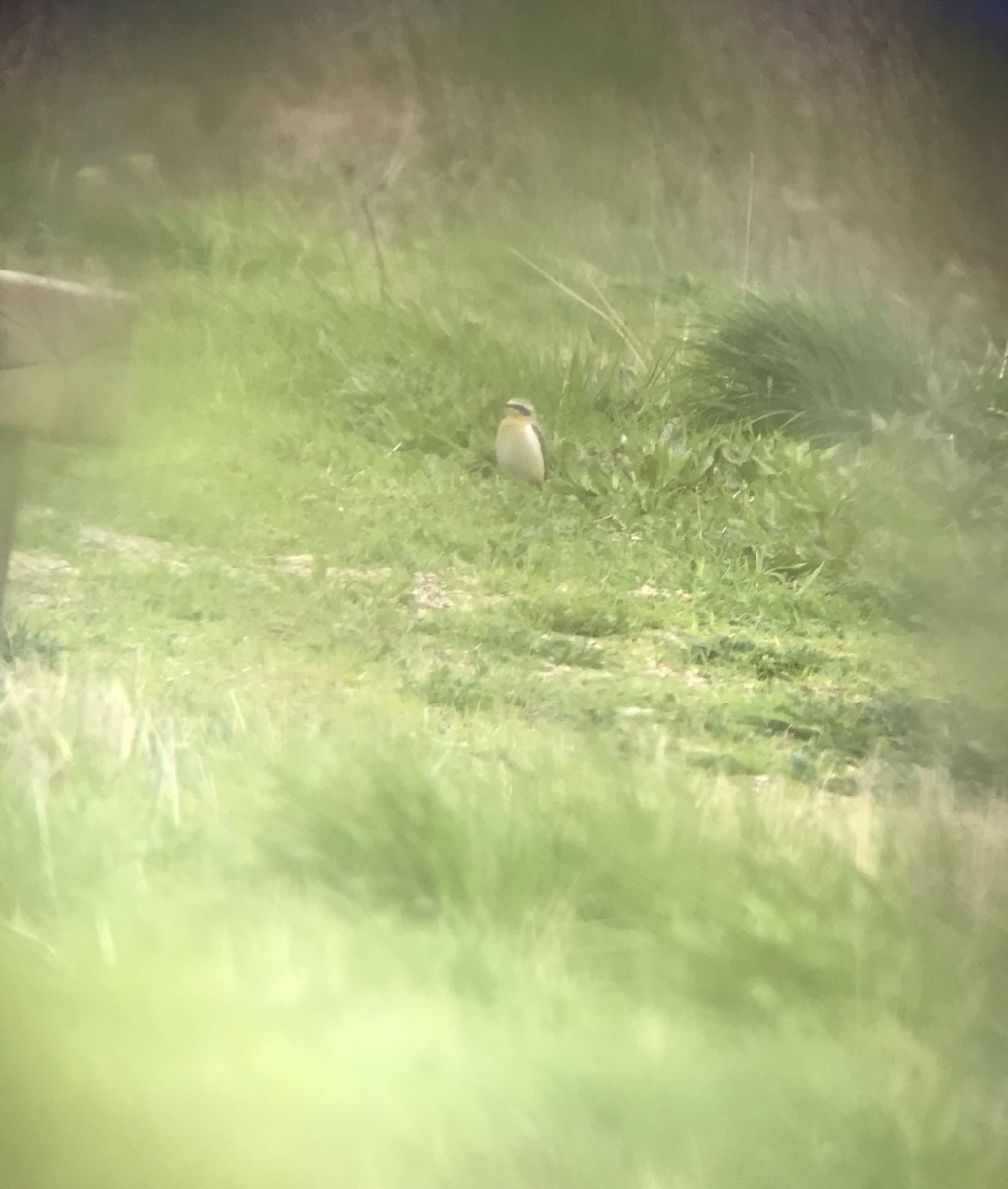 Northern Wheatear - Joe Parham