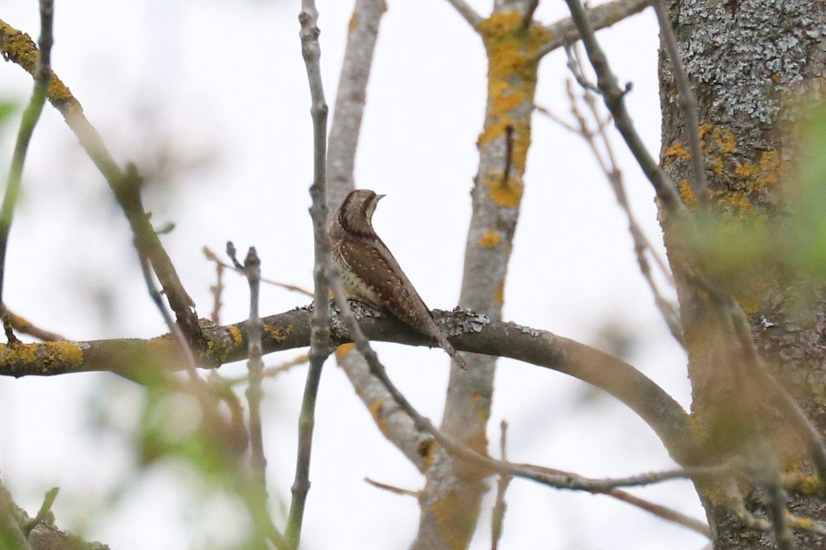 Eurasian Wryneck - ML617055858