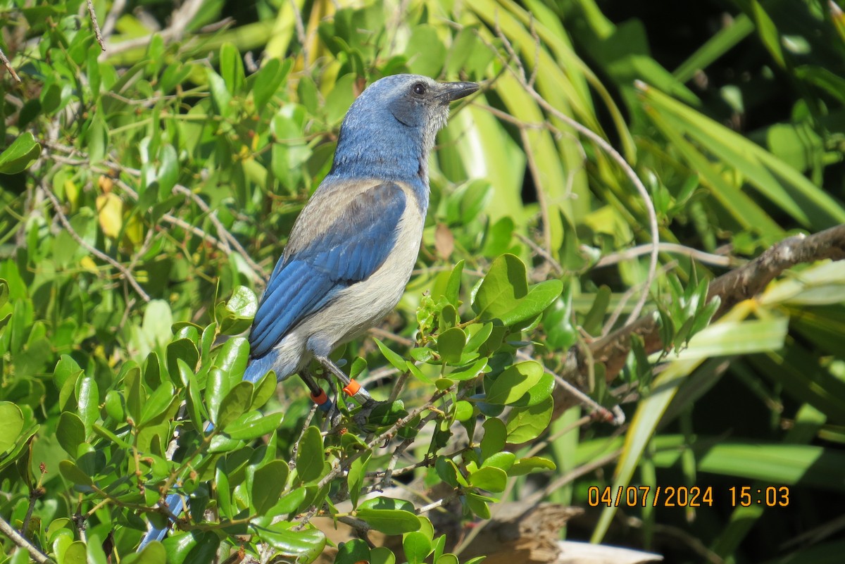 Florida Scrub-Jay - ML617055869