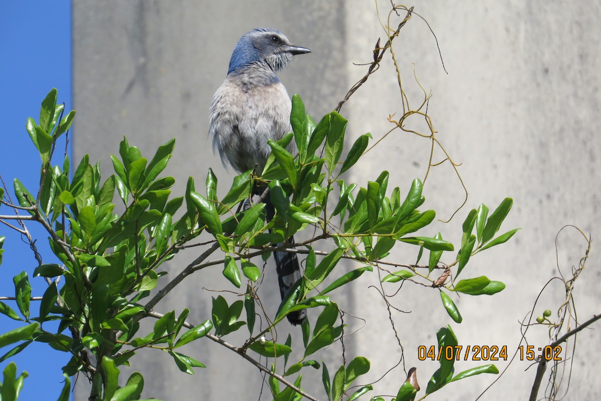 Florida Scrub-Jay - ML617055870