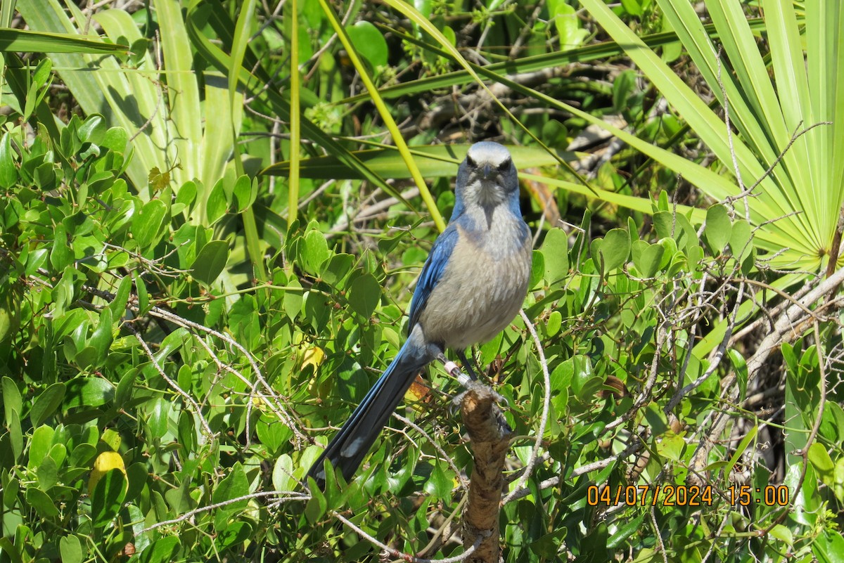 Florida Scrub-Jay - ML617055871