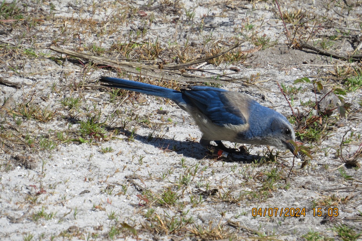 Florida Scrub-Jay - ML617055872