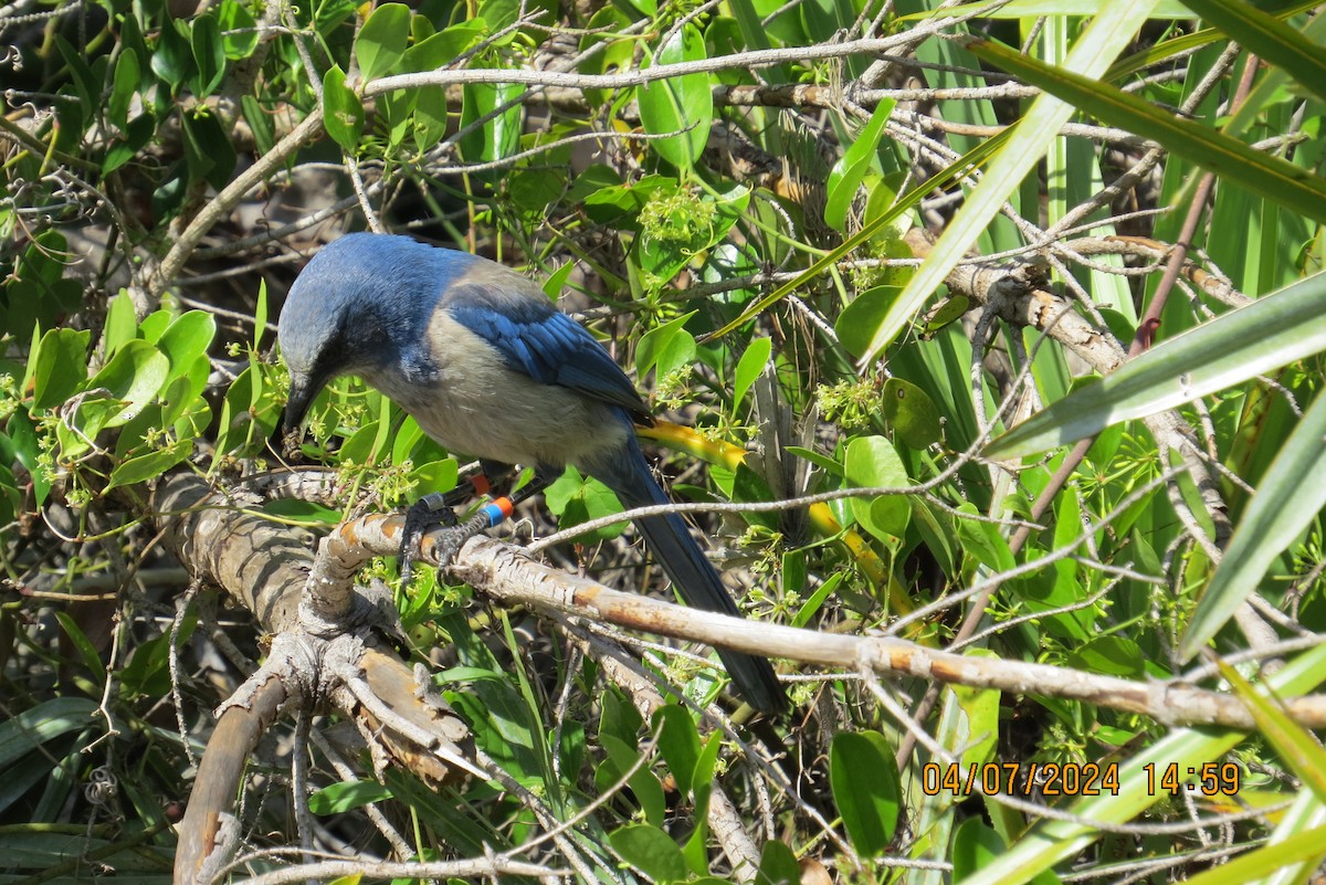 Florida Scrub-Jay - ML617055873