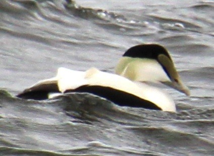 Common Eider (Dresser's) - Samuel Harris