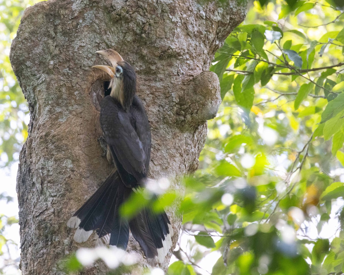 Brown Hornbill - Dixie Sommers