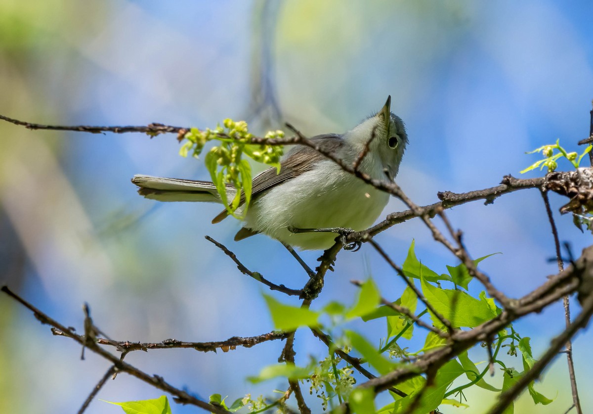 Blue-gray Gnatcatcher - ML617055915