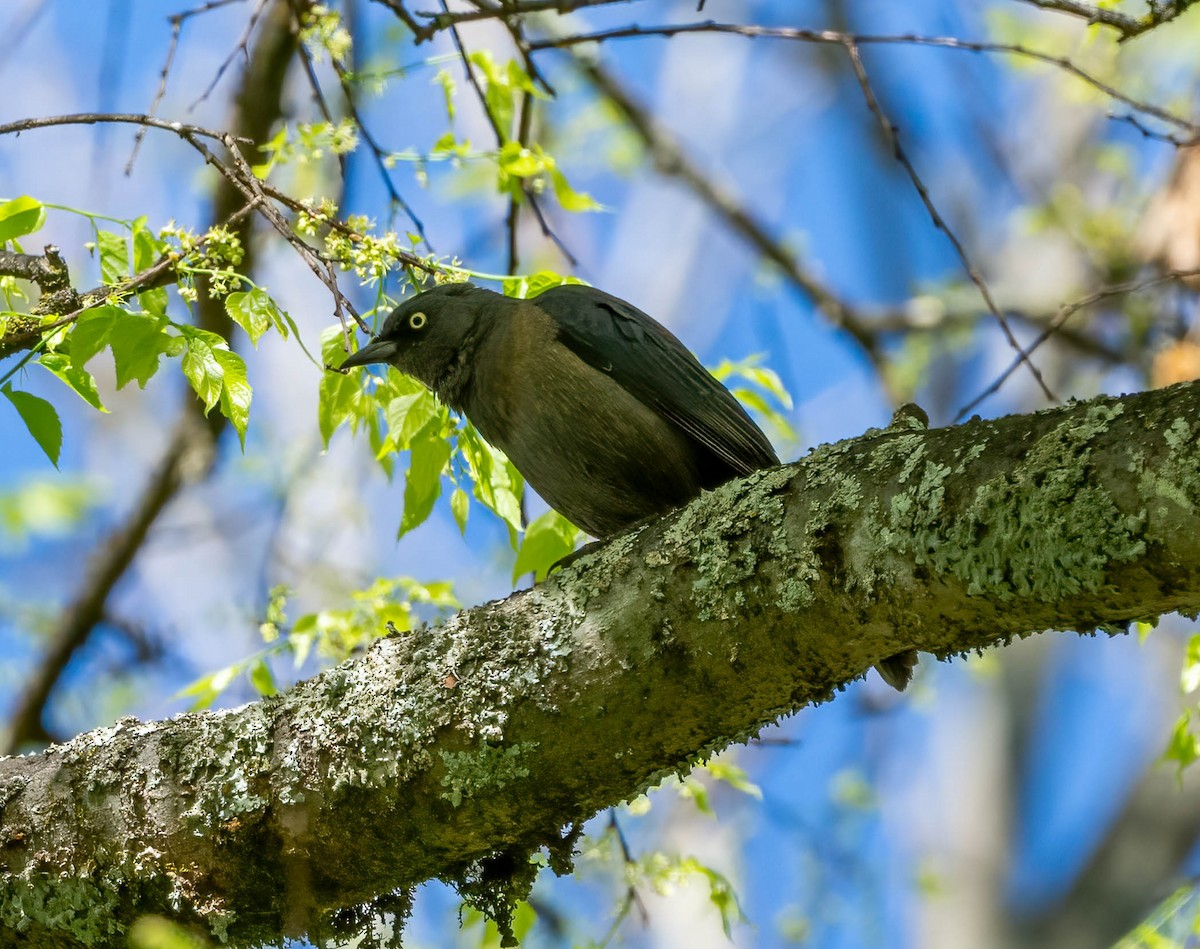 Rusty Blackbird - ML617055972