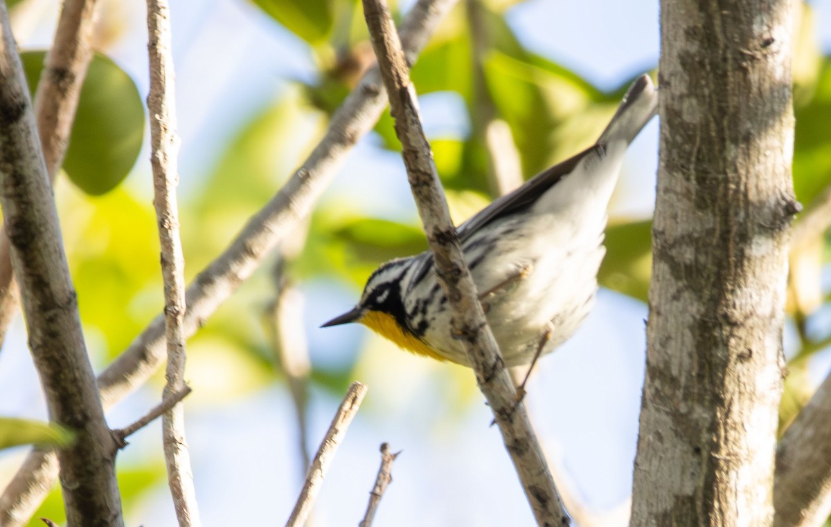 Yellow-throated Warbler - Marni Tartack