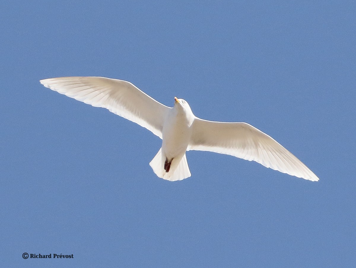 Glaucous Gull - ML617056040