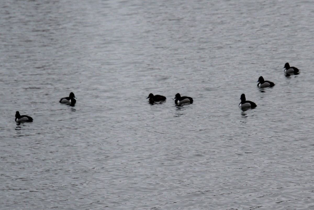 Ring-necked Duck - ML617056048