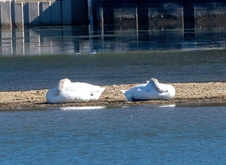 Tundra Swan - ML617056124