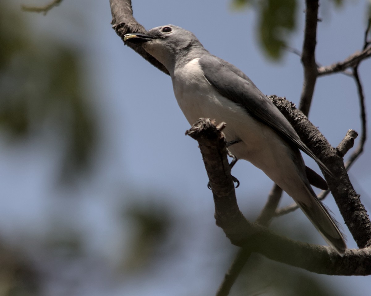 White-breasted Cuckooshrike - ML617056128