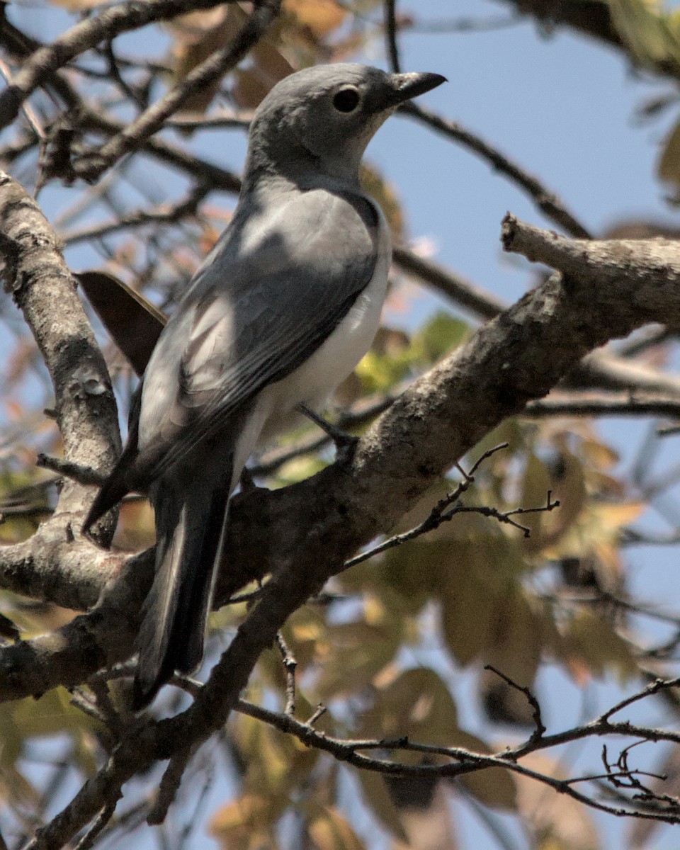 White-breasted Cuckooshrike - ML617056130