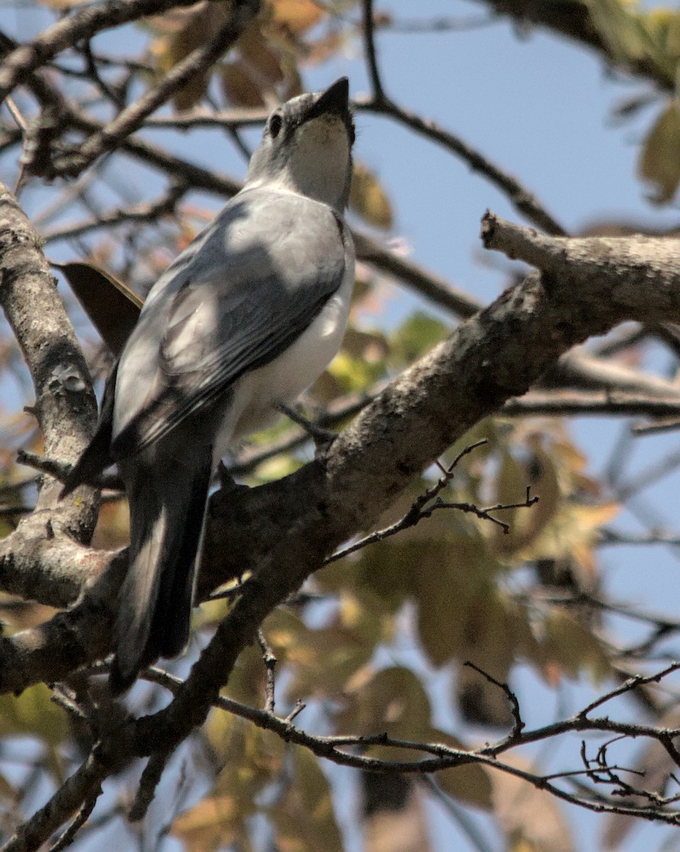 White-breasted Cuckooshrike - ML617056131