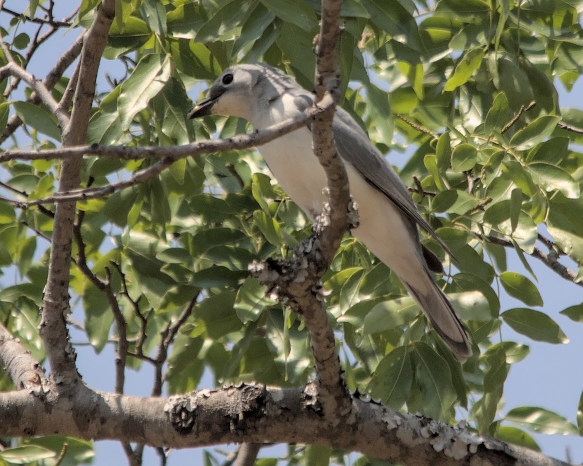 White-breasted Cuckooshrike - Cameron Blair