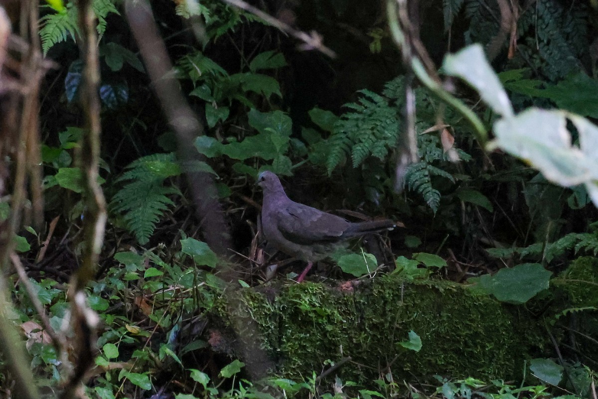 Colombe à front gris - ML617056152