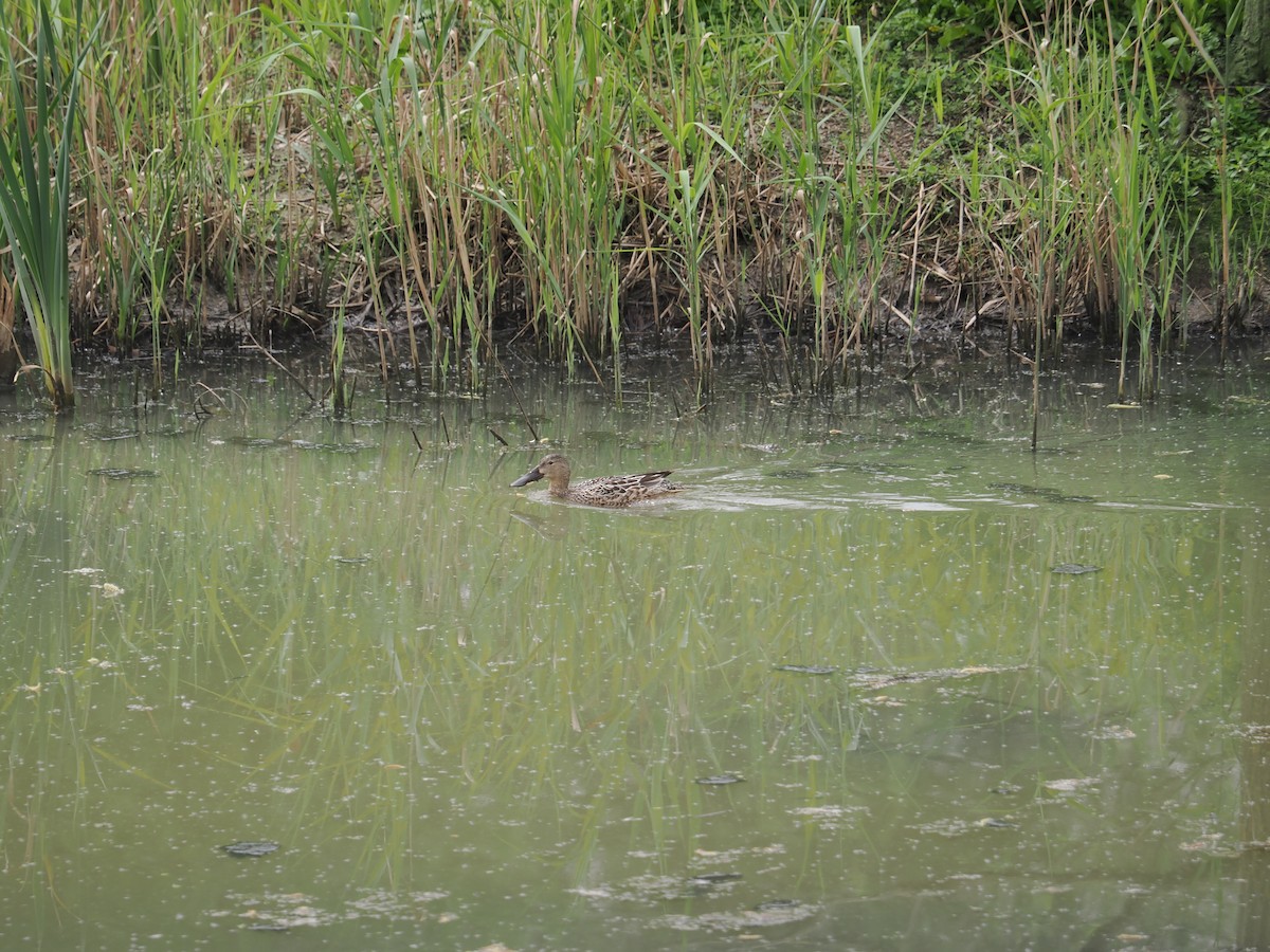 Northern Shoveler - ML617056154