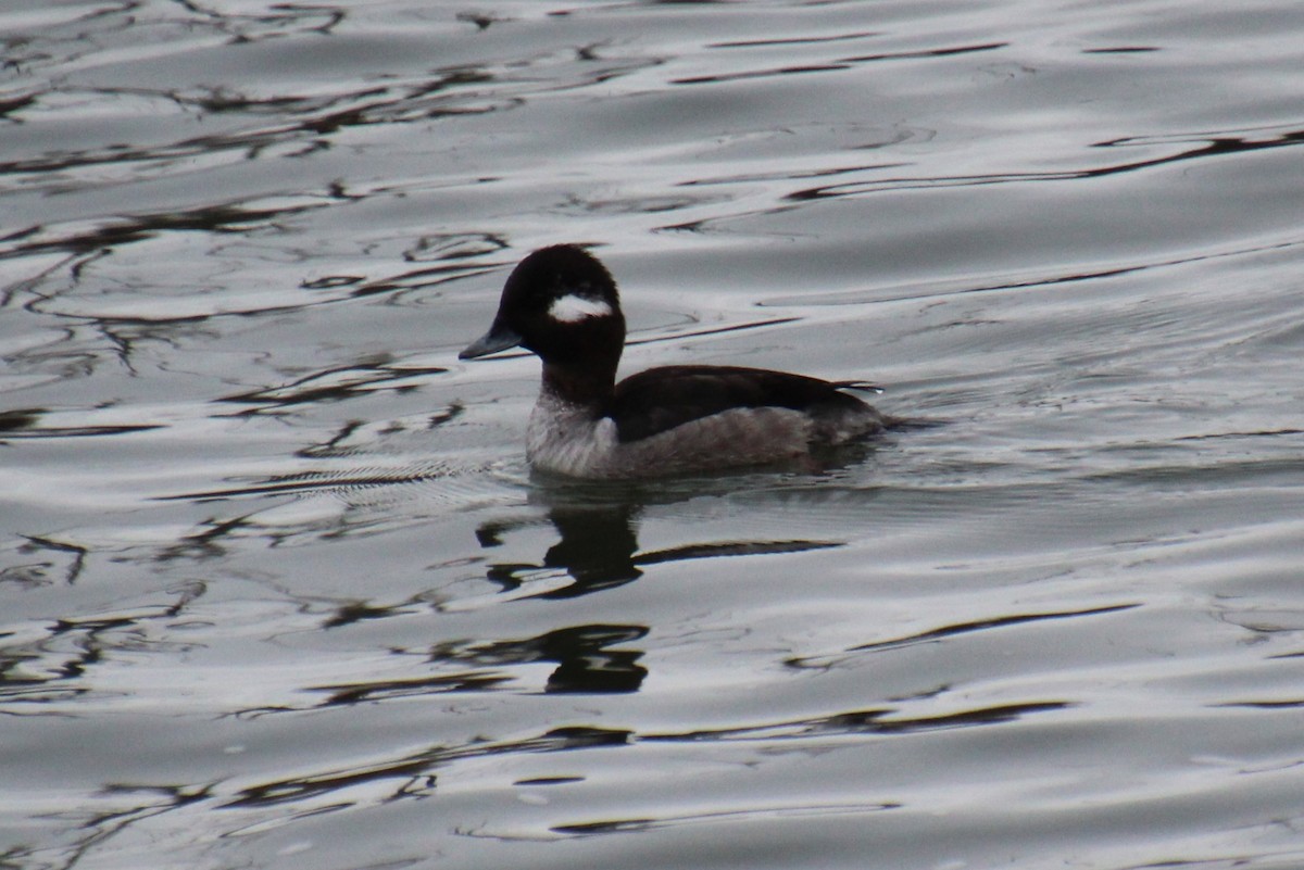 Bufflehead - ML617056159