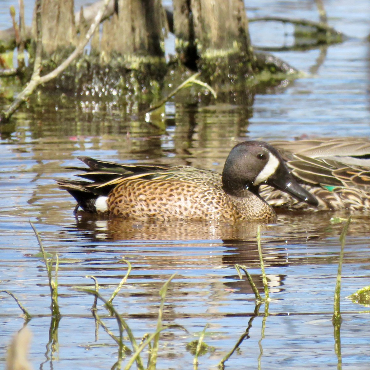 Blue-winged Teal - ML617056199