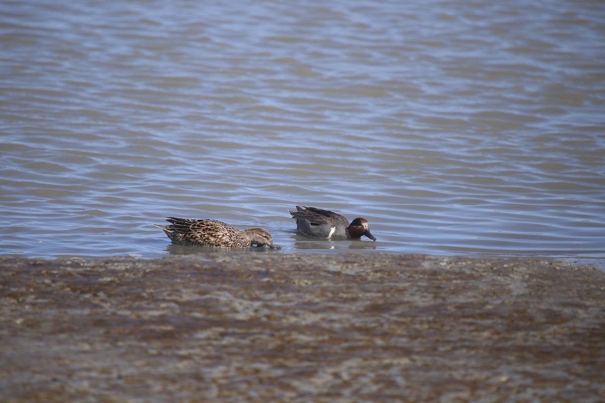 Green-winged Teal - ML617056203