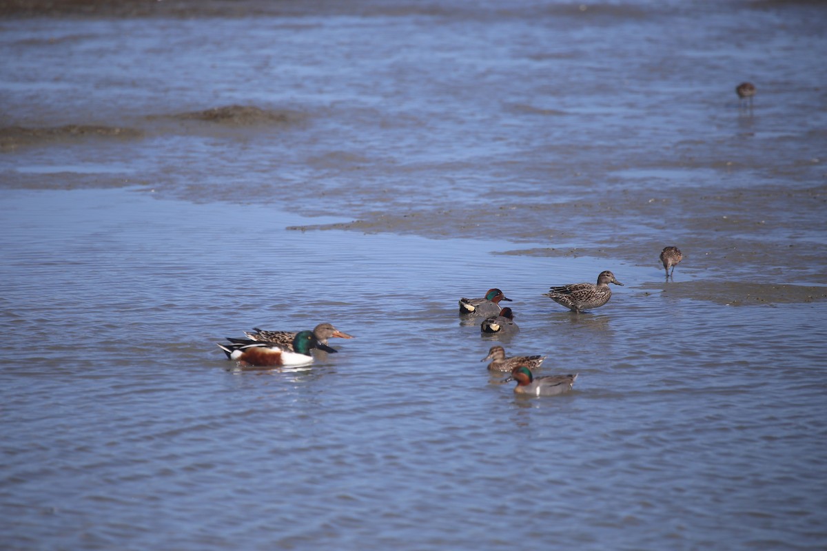 Green-winged Teal - ML617056205