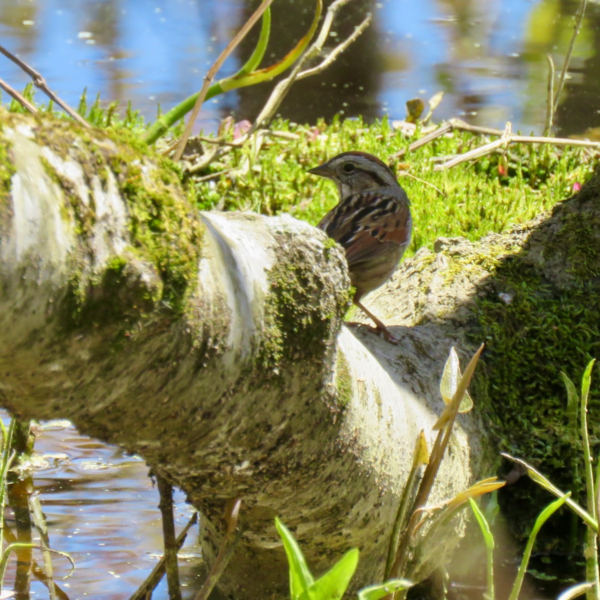 Song Sparrow - ML617056220