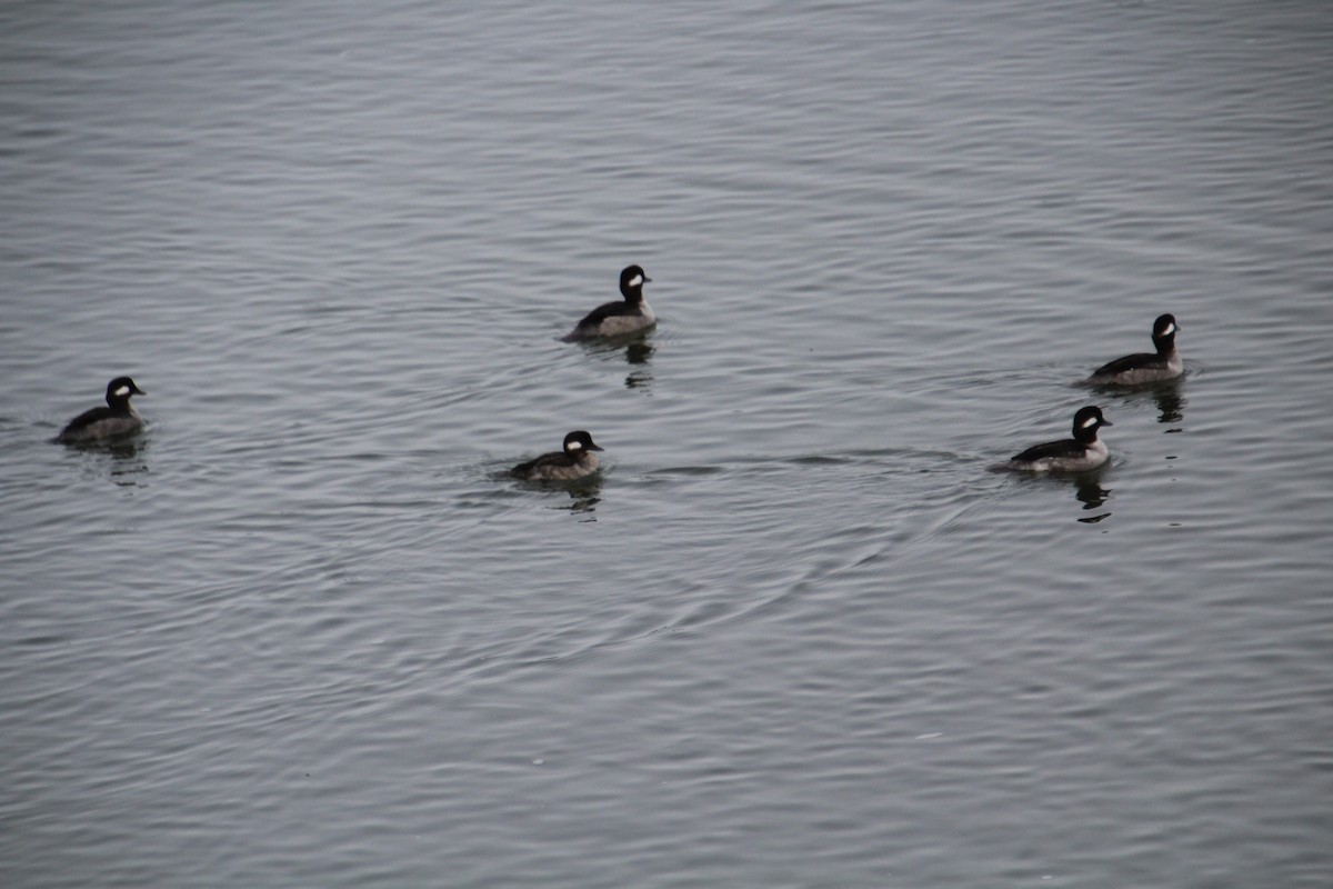 Bufflehead - Elaine Cassidy