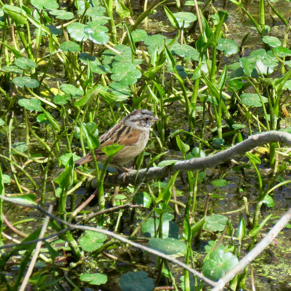 Swamp Sparrow - ML617056237