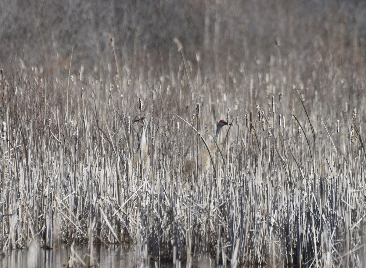 Sandhill Crane - ML617056242