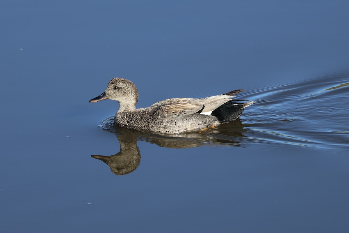 Gadwall - Charlotte Morris