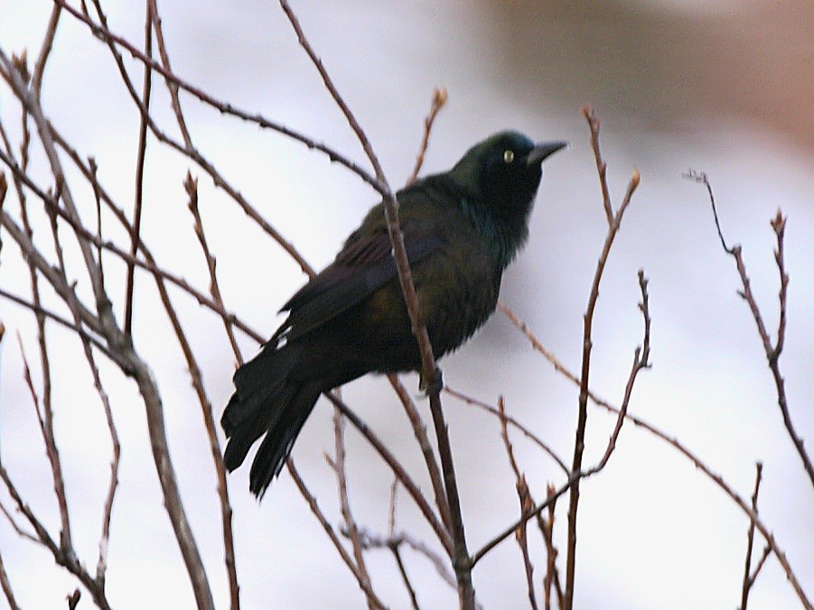 Common Grackle - ML617056328