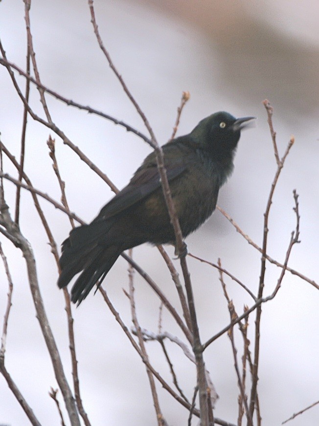 Common Grackle - ML617056329