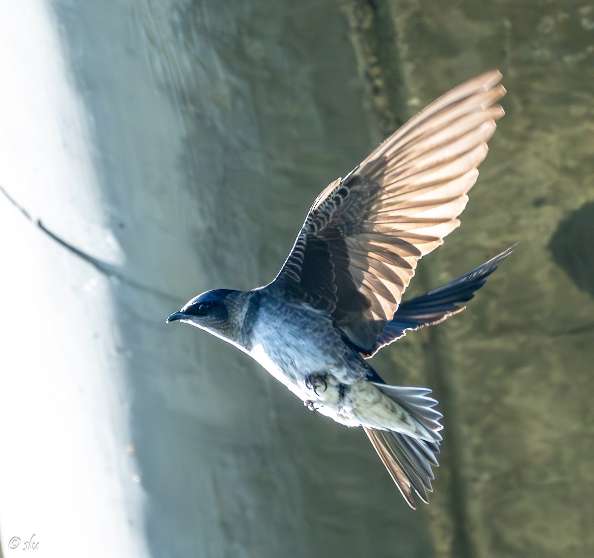 ムラサキツバメ - ML617056338