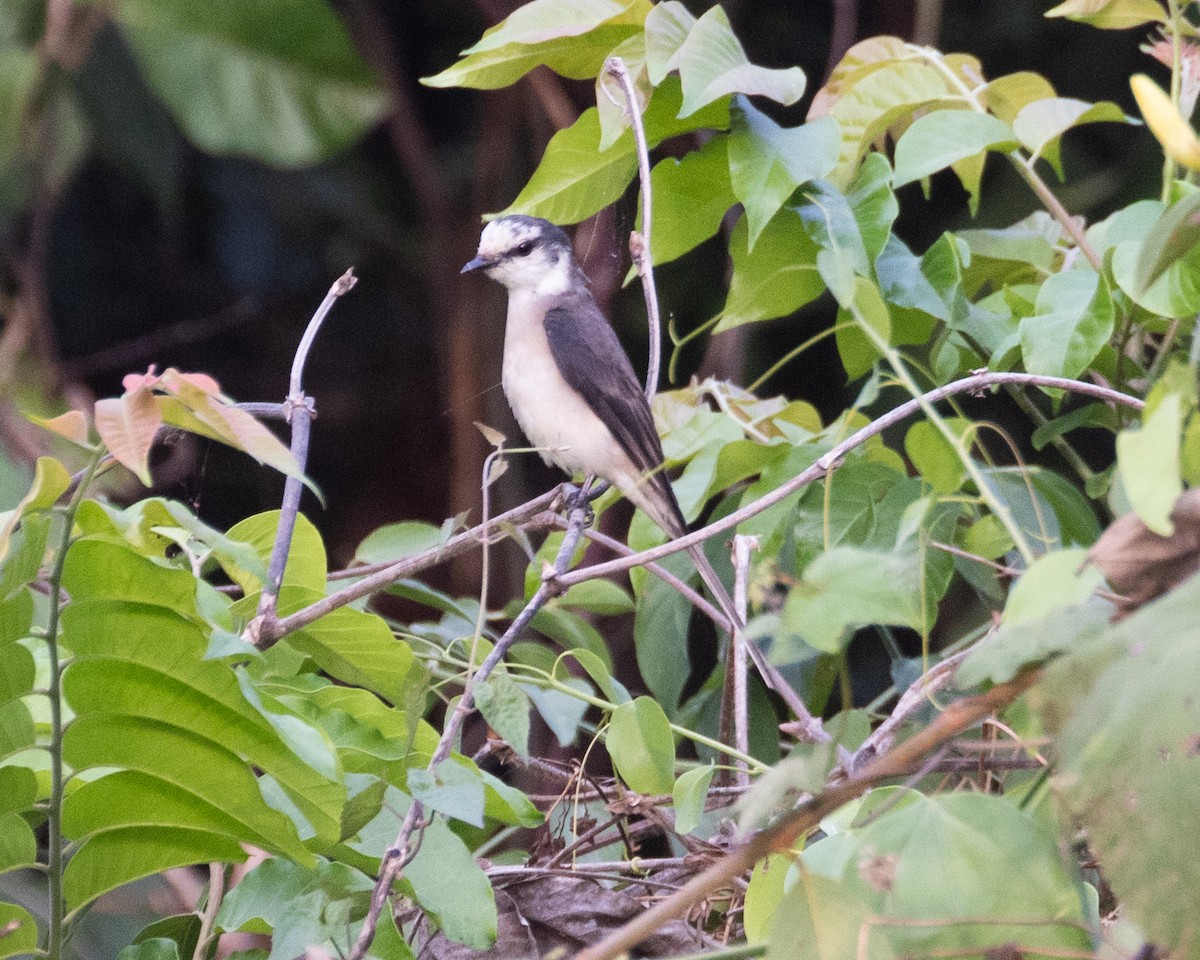 Brown-rumped Minivet - ML617056345